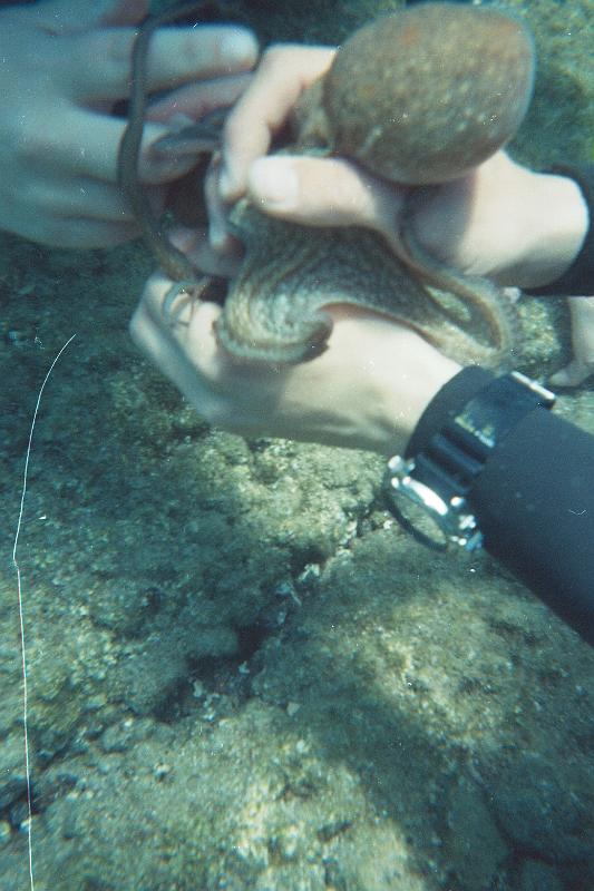 Coll TU 036.jpg